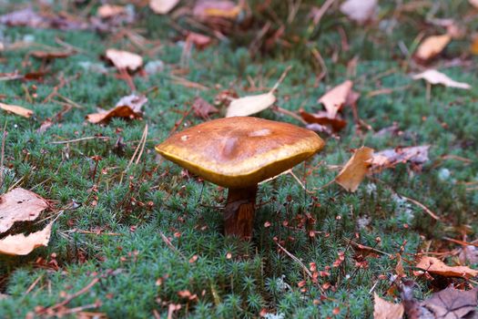 mushroom on green moss in autumn forest, close-up