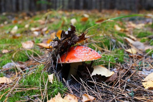 fly agaric on green moss in autumn forest, close-up