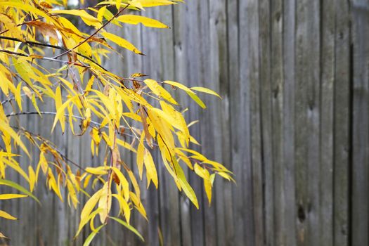 branches with yellow autumn leaves on the background of an old wooden fence, copy space.