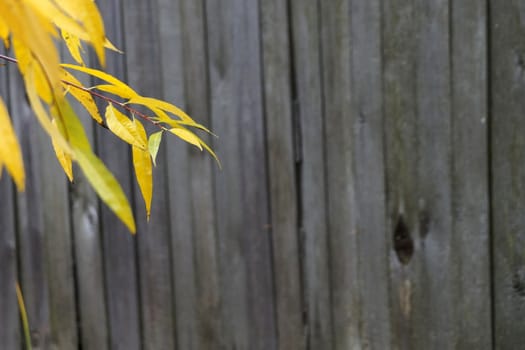branches with yellow autumn leaves on the background of an old wooden fence, copy space.
