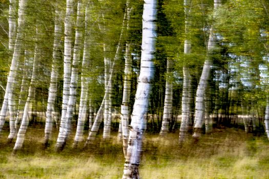 Landscape with white birches