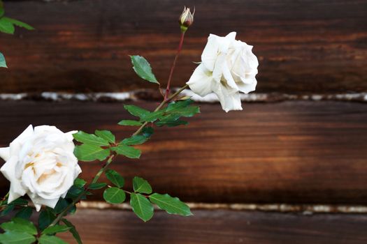 white roses on the background of a dark wooden frame, copy space.