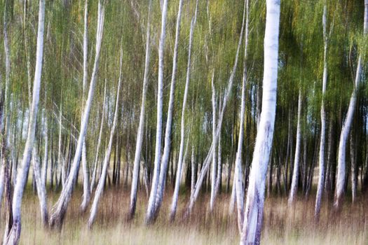 Landscape with white birches