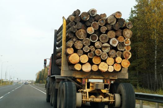 a truck on the highway carries logs, back view