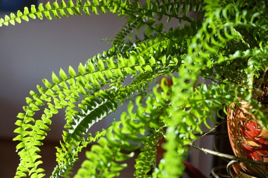 branches of green nephrolepis close up in sunlight