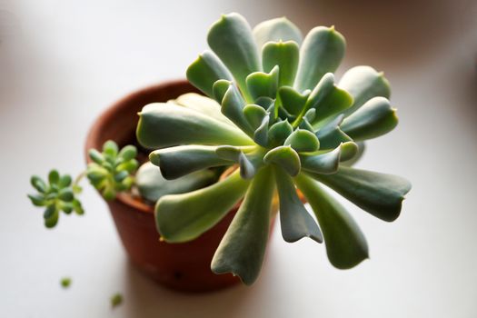 indoor succulent plant in flowerpots close-up