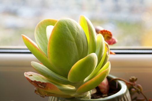 indoor succulent plant in flowerpots close-up