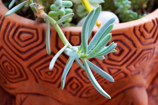 indoor succulent plant in flowerpots close-up