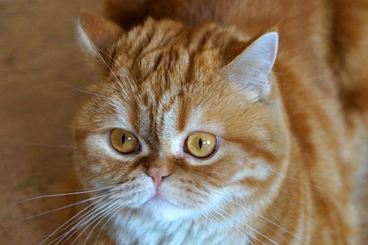 portrait of a ginger Scottish cat close- up