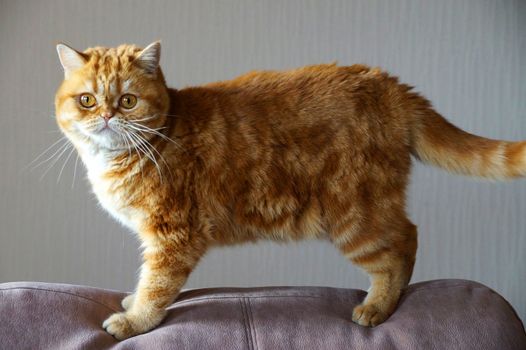 ginger Scottish cat on the back of the sofa