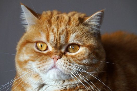 portrait of a ginger Scottish cat close- up