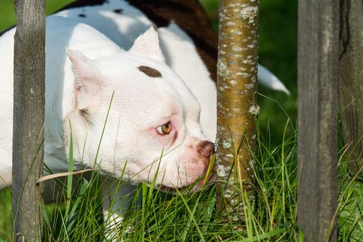 White American Bully puppy dog lies on green grass. Medium sized dog with a compact bulky muscular body, blocky head and heavy bone structure.