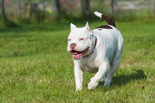White American Bully puppy dog in move on nature on green grass. Medium sized dog with a compact bulky muscular body, blocky head and heavy bone structure.