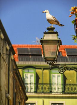 Seagull perched on a streetlight. Narrow and colorful streets, facades and balconies of Lisbon