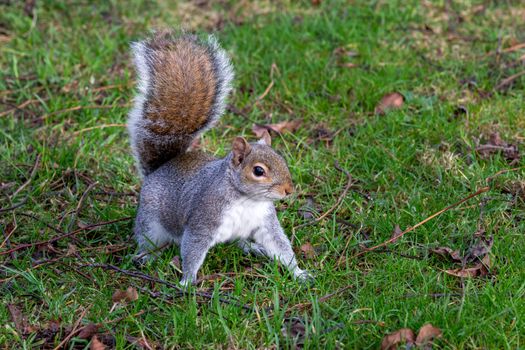 Eastern grey squirrel, Sciurus carolinensis, foraging in the autumn leaves