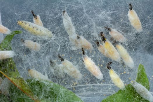 Ermine moth caterpillars in the pupa, cocoon, stage of their metamorphosis life cycle