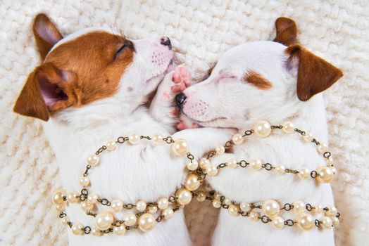 Couple of two funny in love Jack Russell Terrier puppies dogs are lying close together. Card on Valentine's Day.