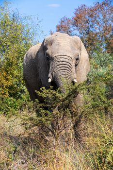 African Elephant graze on acacia tree in Pilanesberg Game reserve. South Africa wildlife safari.