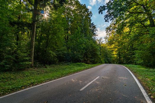 Empty road in the autumn forest with leaves in Upper Swabia Germany