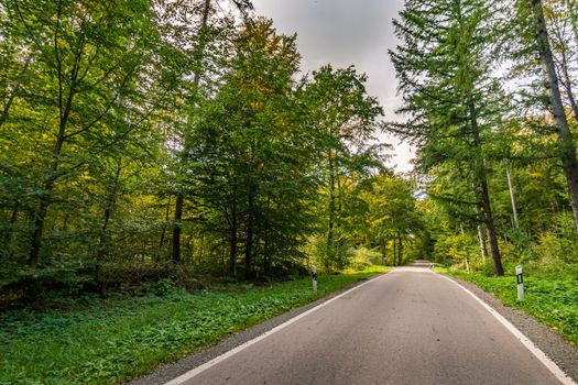 Empty road in the autumn forest with leaves in Upper Swabia Germany