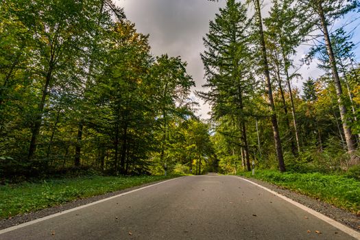 Empty road in the autumn forest with leaves in Upper Swabia Germany