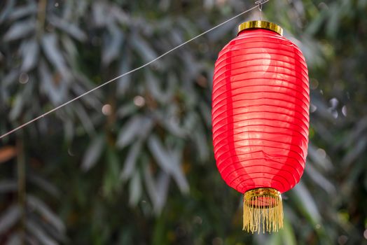 Red chinese lantern hanging against bamboo trees in Chengdu, Sichuan province, China