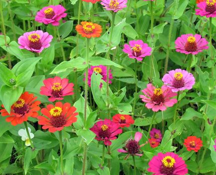 Zinnia (Latin Z?nnia, a rarer version of the Russian name - Zinia) is a genus of annual and perennial herbs. Zinnias are very widely used for flower decoration as ornamental plants.