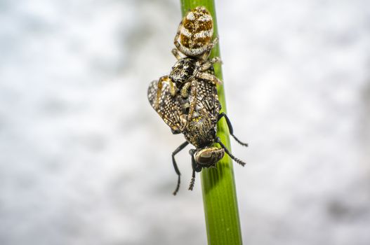 tiny zebra jumping spider with fly prey in perfect nature