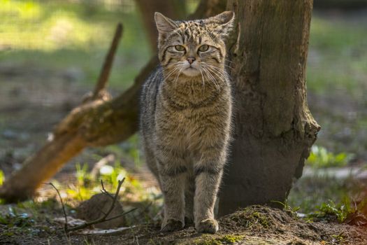 wild cat in the green season leaf forest