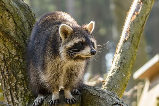 Young season raccoon plays hide in green leaves Forest