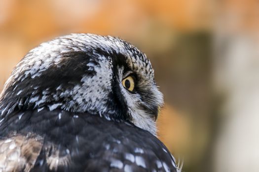 Old crazy owl looks out of the green season forest
