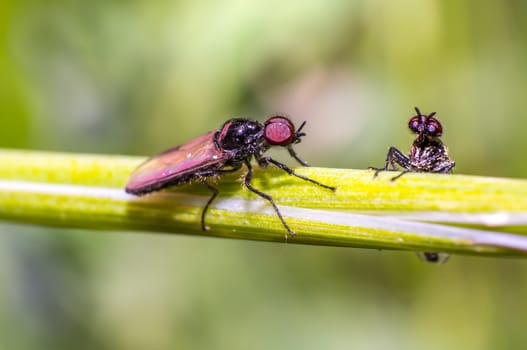 small flys talking on green grass in fresh season nature