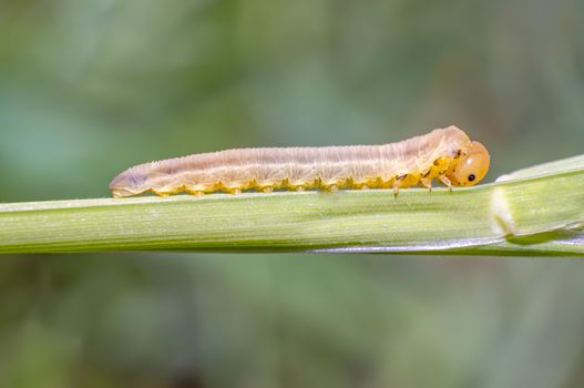 little caterpillar in the green nature season garden