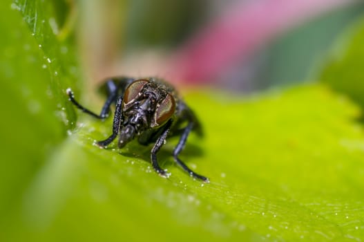 small gas mask fly on green leaf in fresh season nature