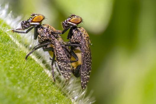 small gas mask fly in mating on green leaf in fresh season nature