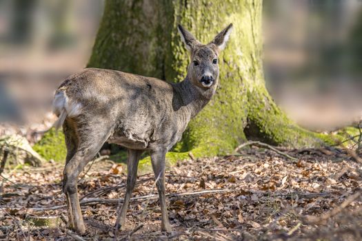 roe deer at field in the wild nature