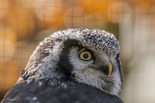 Old crazy owl looks out of the green season forest
