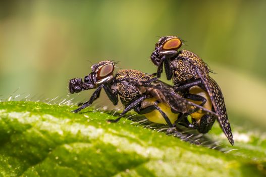 small gas mask fly in mating on green leaf in fresh season nature