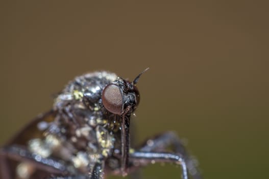 little fly at grass in the green nature season garden