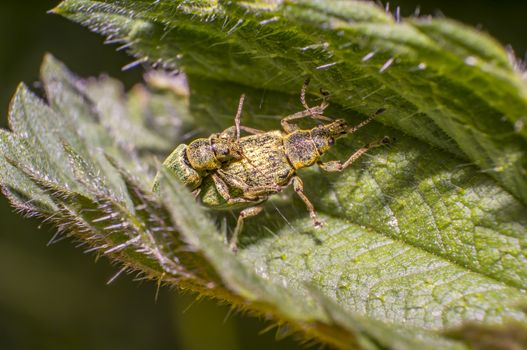green golden beetle in nature season meadow