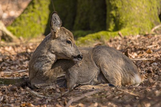 roe deer at field in the wild nature