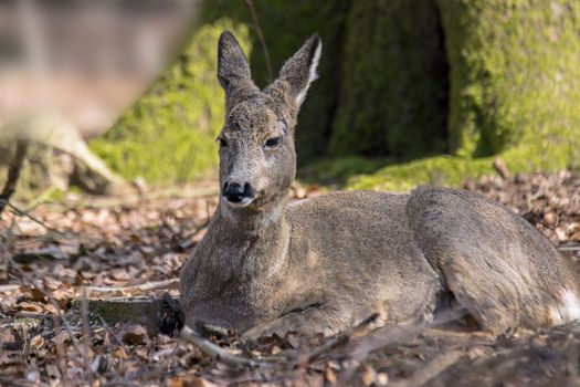 roe deer at field in the wild nature