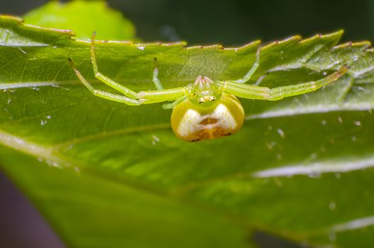 green pumpkin spider on cherry leaf in fresh season nature
