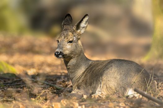 roe deer at field in the wild nature