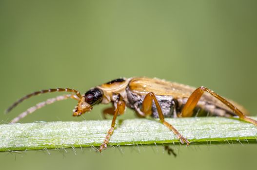 little beetle in the green nature season garden