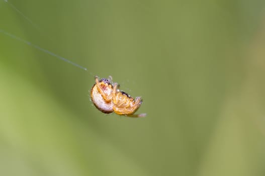 little spider in the green nature season garden