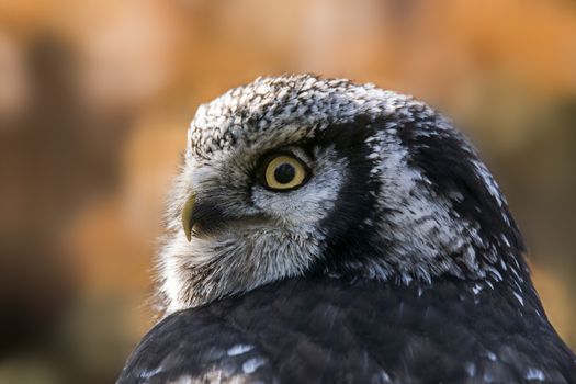 Old crazy owl looks out of the green season forest