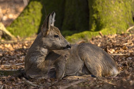 roe deer at field in the wild nature