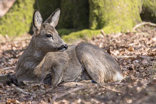 roe deer at field in the wild nature
