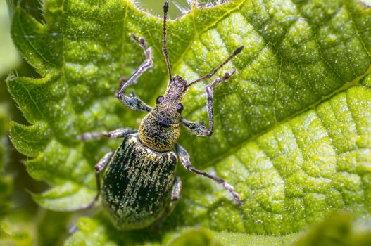 green golden beetle in nature season meadow